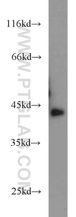 AMPK beta 1 Antibody in Western Blot (WB)
