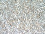 Stanniocalcin 2 Antibody in Immunohistochemistry (Paraffin) (IHC (P))