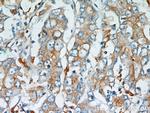 Stanniocalcin 2 Antibody in Immunohistochemistry (Paraffin) (IHC (P))