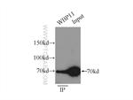 WBP11 Antibody in Immunoprecipitation (IP)