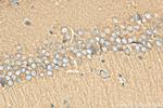CRMP1 Antibody in Immunohistochemistry (Paraffin) (IHC (P))
