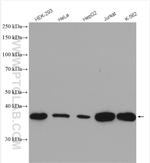 PPP2R4 Antibody in Western Blot (WB)