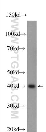 PPP2R4 Antibody in Western Blot (WB)