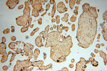 NUDT21 Antibody in Immunohistochemistry (Paraffin) (IHC (P))