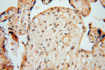 NUDT21 Antibody in Immunohistochemistry (Paraffin) (IHC (P))