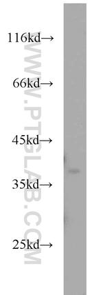 APEX1 Antibody in Western Blot (WB)