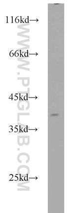 APEX1 Antibody in Western Blot (WB)