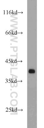 APEX1 Antibody in Western Blot (WB)