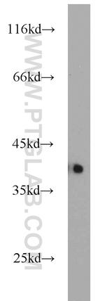 APEX1 Antibody in Western Blot (WB)