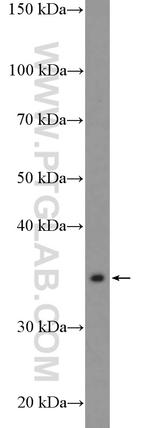APEX1 Antibody in Western Blot (WB)
