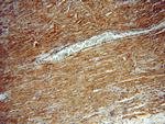 TRAP1 Antibody in Immunohistochemistry (Paraffin) (IHC (P))