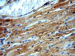 TRAP1 Antibody in Immunohistochemistry (Paraffin) (IHC (P))