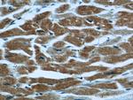 TRAP1 Antibody in Immunohistochemistry (Paraffin) (IHC (P))