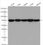 TRAP1 Antibody in Western Blot (WB)