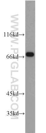 TRAP1 Antibody in Western Blot (WB)