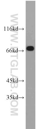 TRAP1 Antibody in Western Blot (WB)