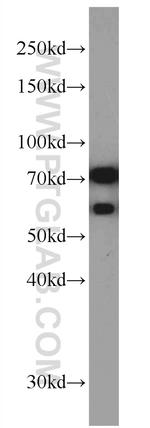 TRAP1 Antibody in Western Blot (WB)