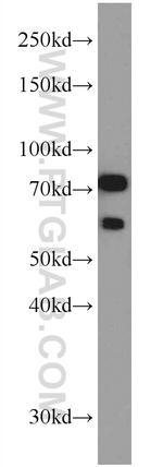 TRAP1 Antibody in Western Blot (WB)