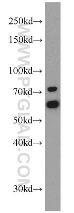 TRAP1 Antibody in Western Blot (WB)
