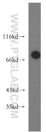 TRAP1 Antibody in Western Blot (WB)