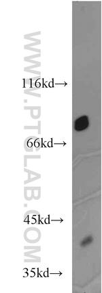 Zyxin Antibody in Western Blot (WB)
