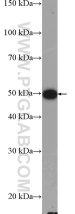 TRAIP Antibody in Western Blot (WB)
