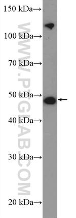 TRAIP Antibody in Western Blot (WB)