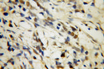 U2AF35 Antibody in Immunohistochemistry (Paraffin) (IHC (P))