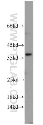 U2AF35 Antibody in Western Blot (WB)
