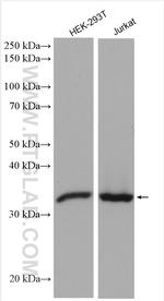 PSMG1 Antibody in Western Blot (WB)