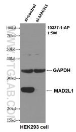 MAD2L1 Antibody in Western Blot (WB)