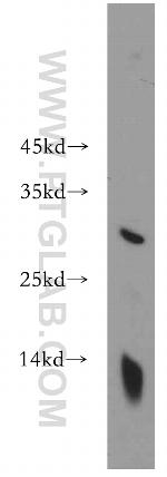 MAD2L1 Antibody in Western Blot (WB)