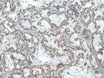 ACTL6A Antibody in Immunohistochemistry (Paraffin) (IHC (P))