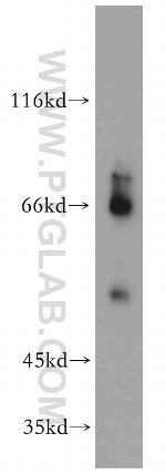 CD320 Antibody in Western Blot (WB)