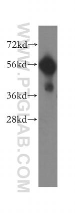 CD320 Antibody in Western Blot (WB)