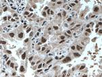 UBE3A Antibody in Immunohistochemistry (Paraffin) (IHC (P))