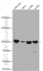 UBE3A Antibody in Western Blot (WB)