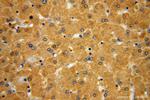 RNH1 Antibody in Immunohistochemistry (Paraffin) (IHC (P))
