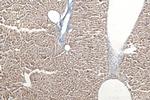 RNH1 Antibody in Immunohistochemistry (Paraffin) (IHC (P))