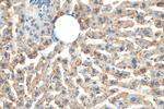 RNH1 Antibody in Immunohistochemistry (Paraffin) (IHC (P))