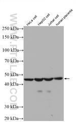 RNH1 Antibody in Western Blot (WB)