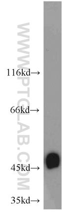 RNH1 Antibody in Western Blot (WB)
