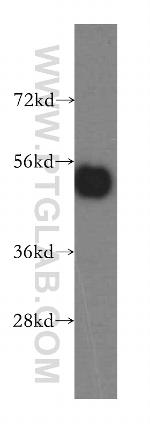 RNH1 Antibody in Western Blot (WB)