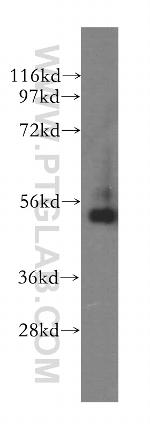 RNH1 Antibody in Western Blot (WB)