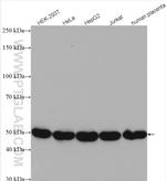 RNH1 Antibody in Western Blot (WB)