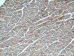 RAB4A Antibody in Immunohistochemistry (Paraffin) (IHC (P))