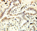 NCBP1 Antibody in Immunohistochemistry (Paraffin) (IHC (P))
