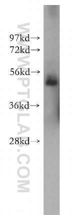 GRWD1 Antibody in Western Blot (WB)