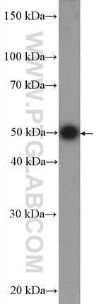 GRWD1 Antibody in Western Blot (WB)