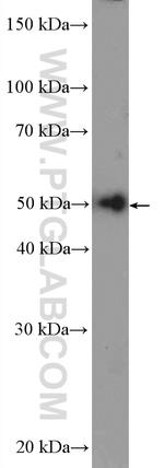 GRWD1 Antibody in Western Blot (WB)